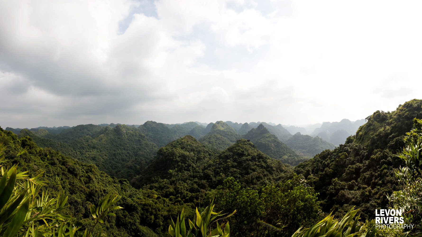 Pyramid Forest