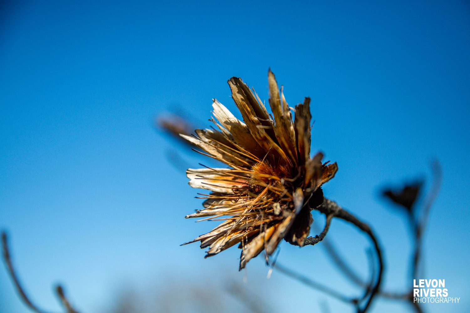 Rebirth
