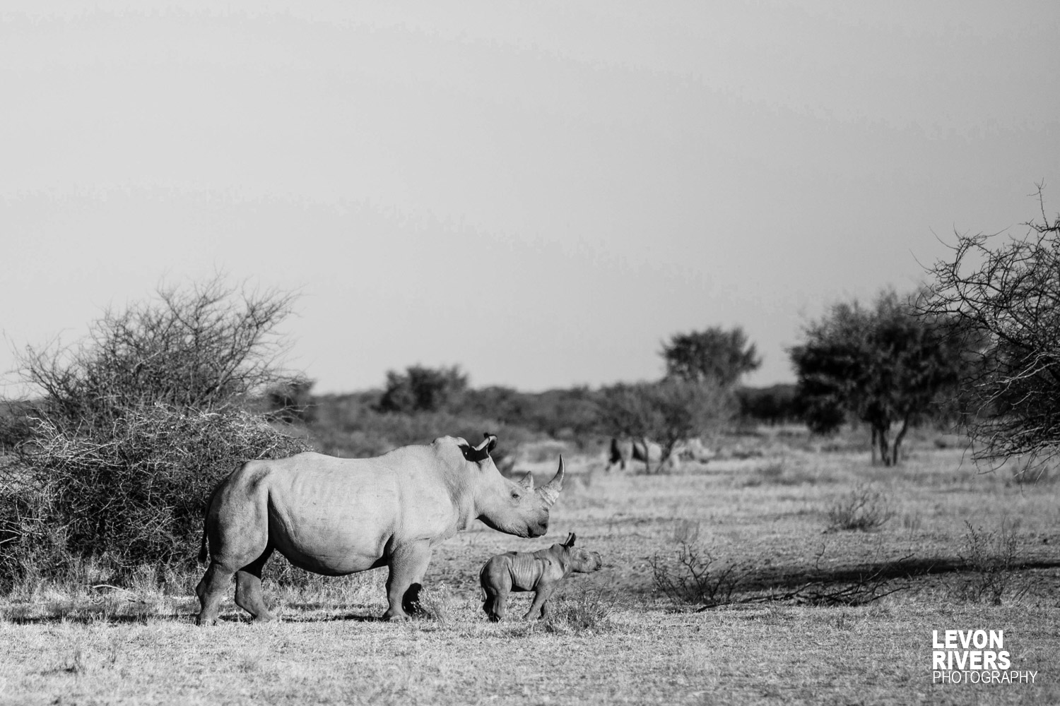 Growing Up | Rhino