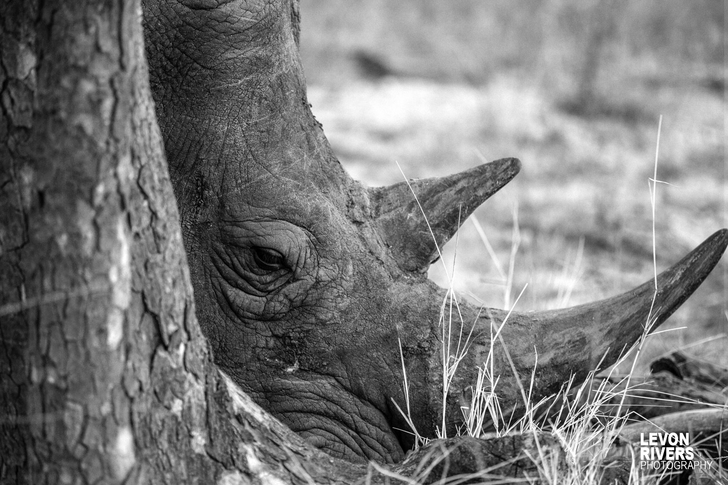 Grand | Rhino
