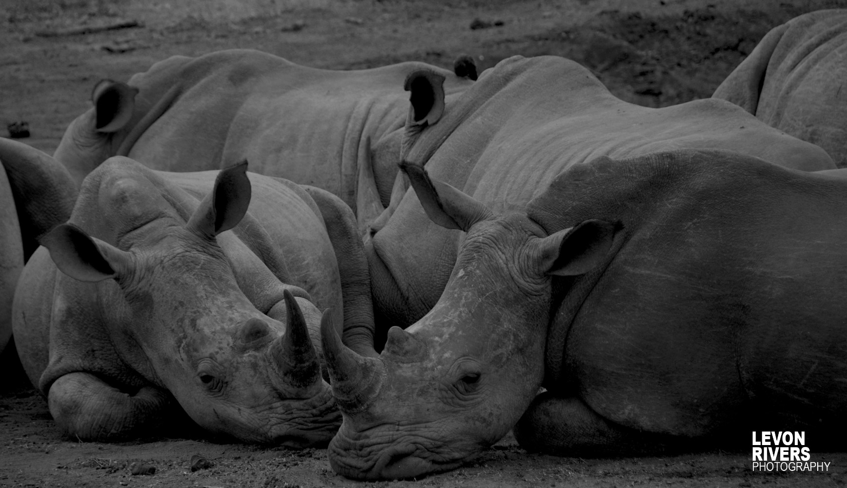 Passed Out | Rhino