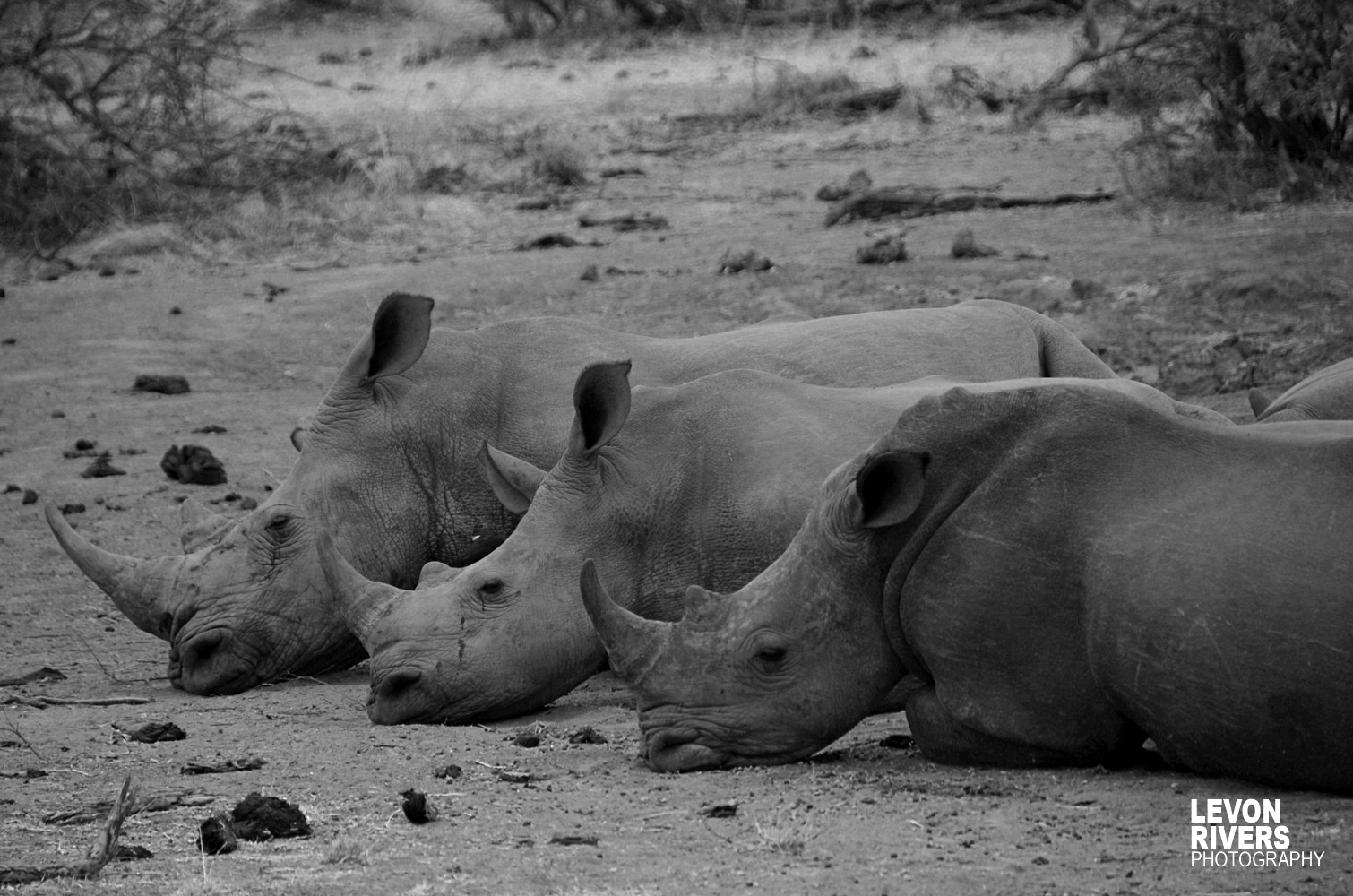 Rhino Symmetry