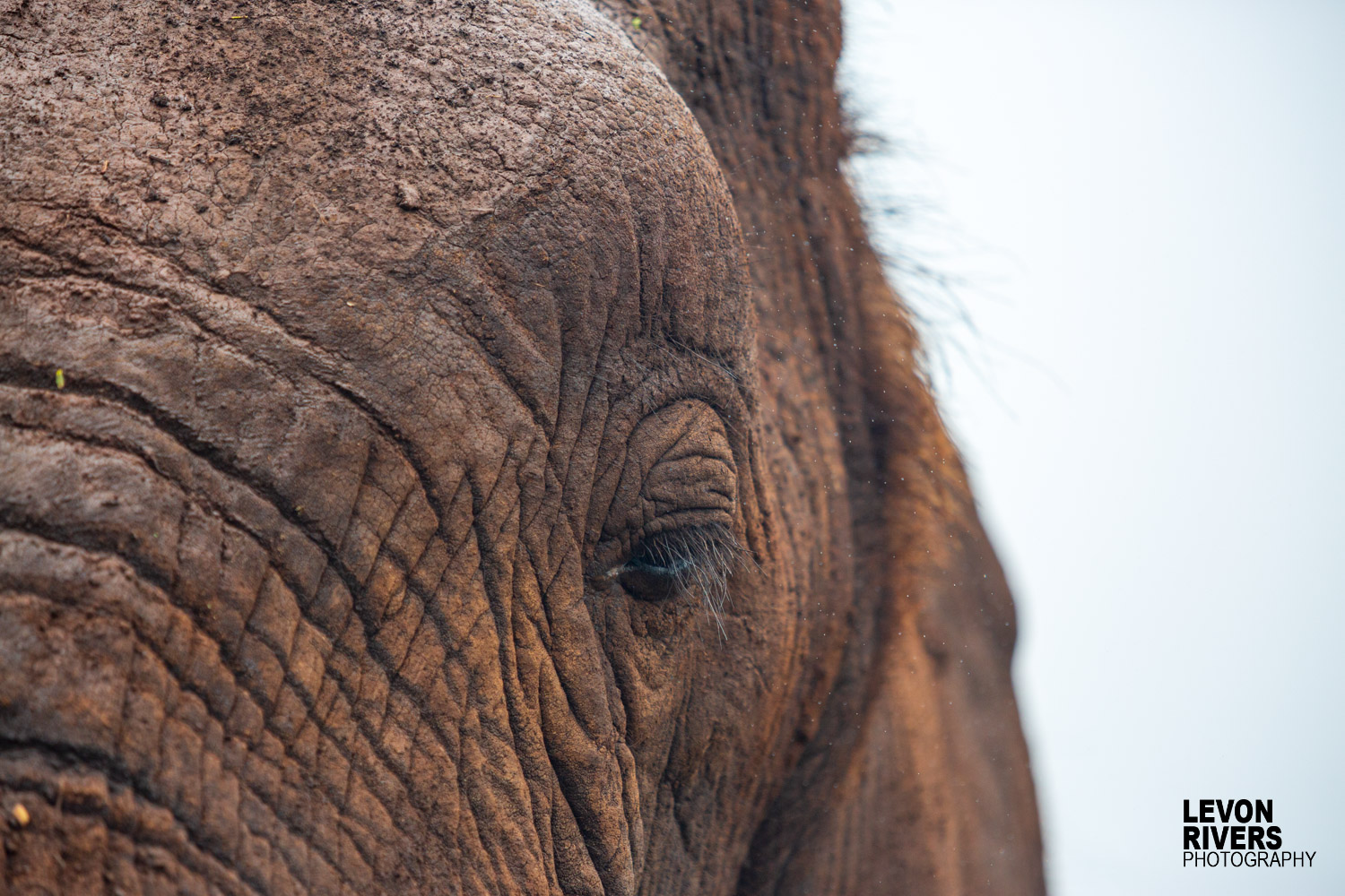 Elephants