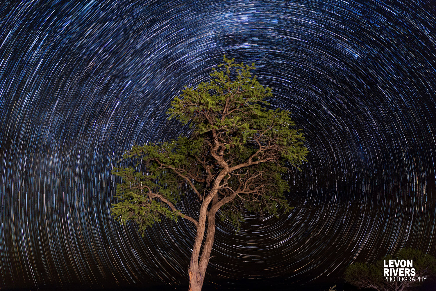 Startree