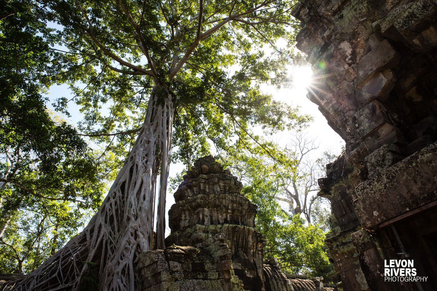 Trees Of Ta Prohm