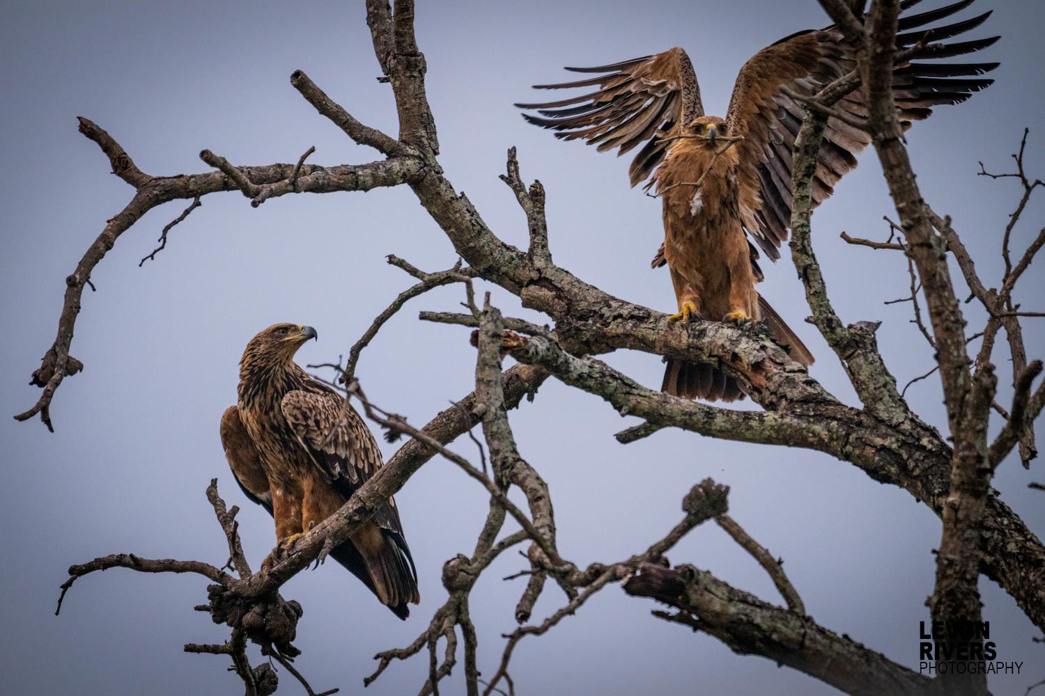 Tawny Duo