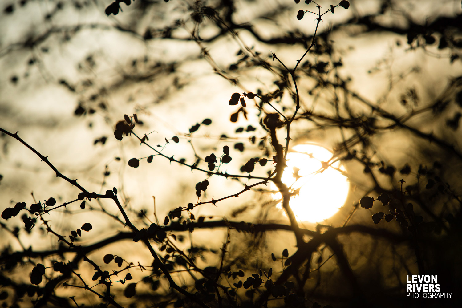 Thorny Sun