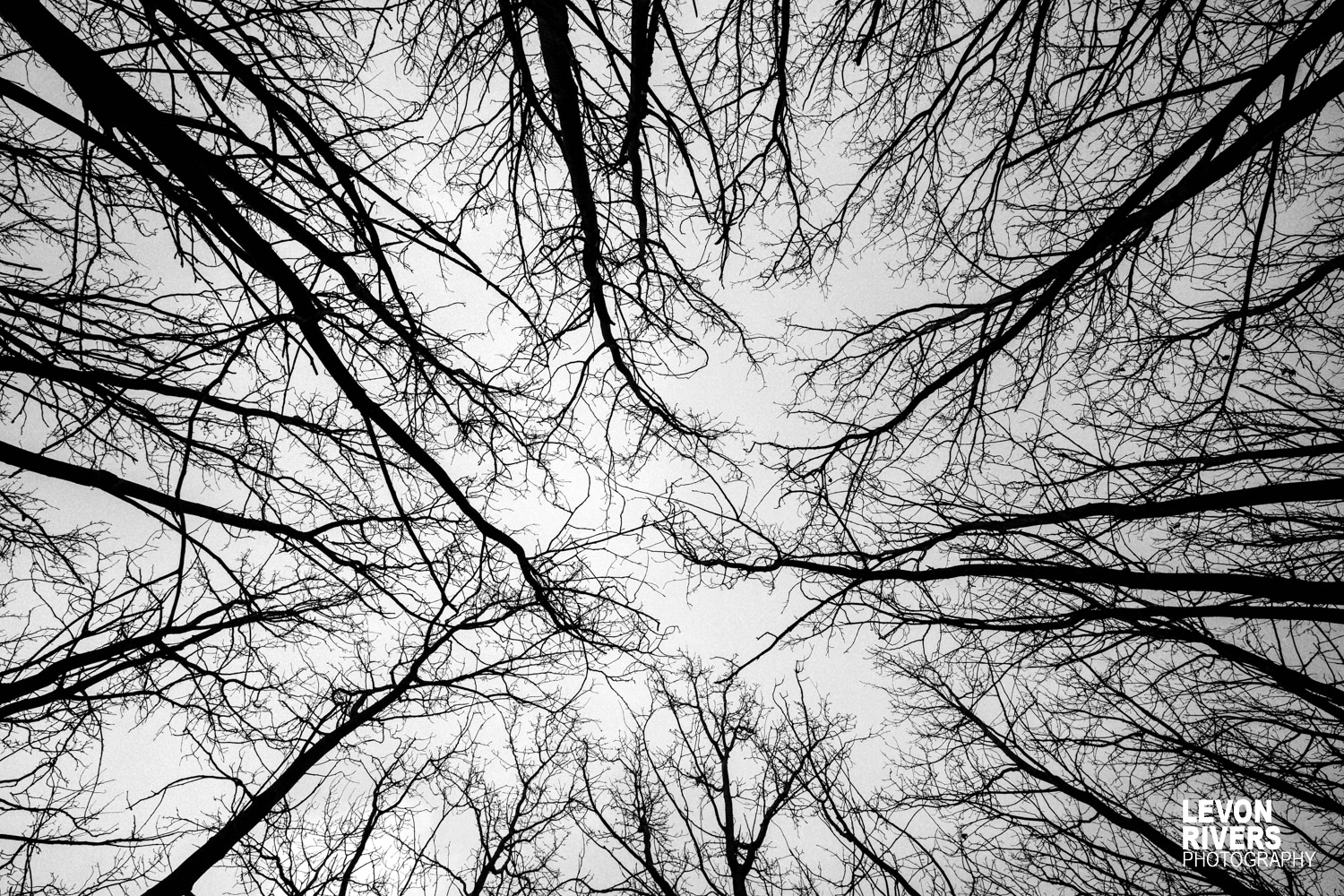 Treelines