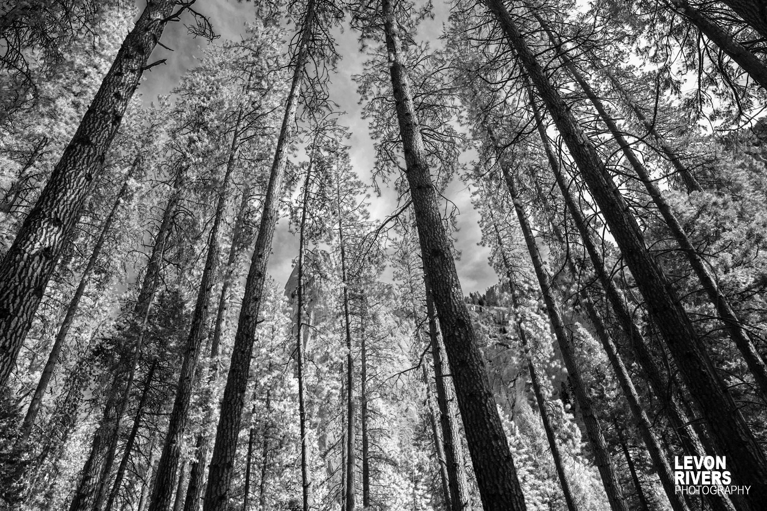 Trees