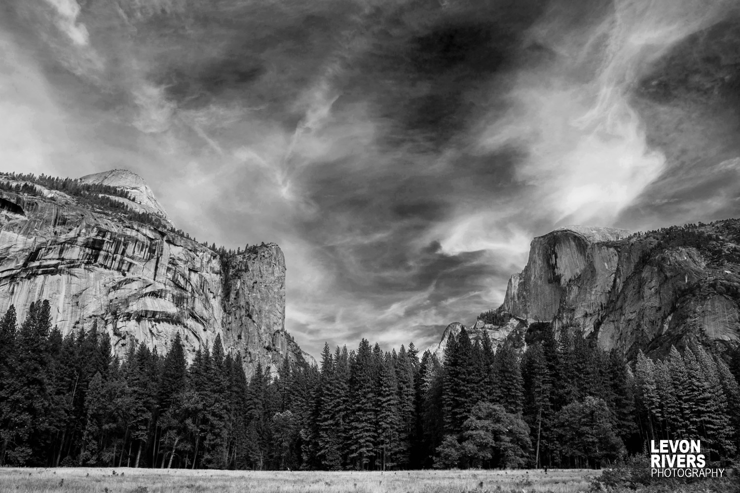 Above The Trees