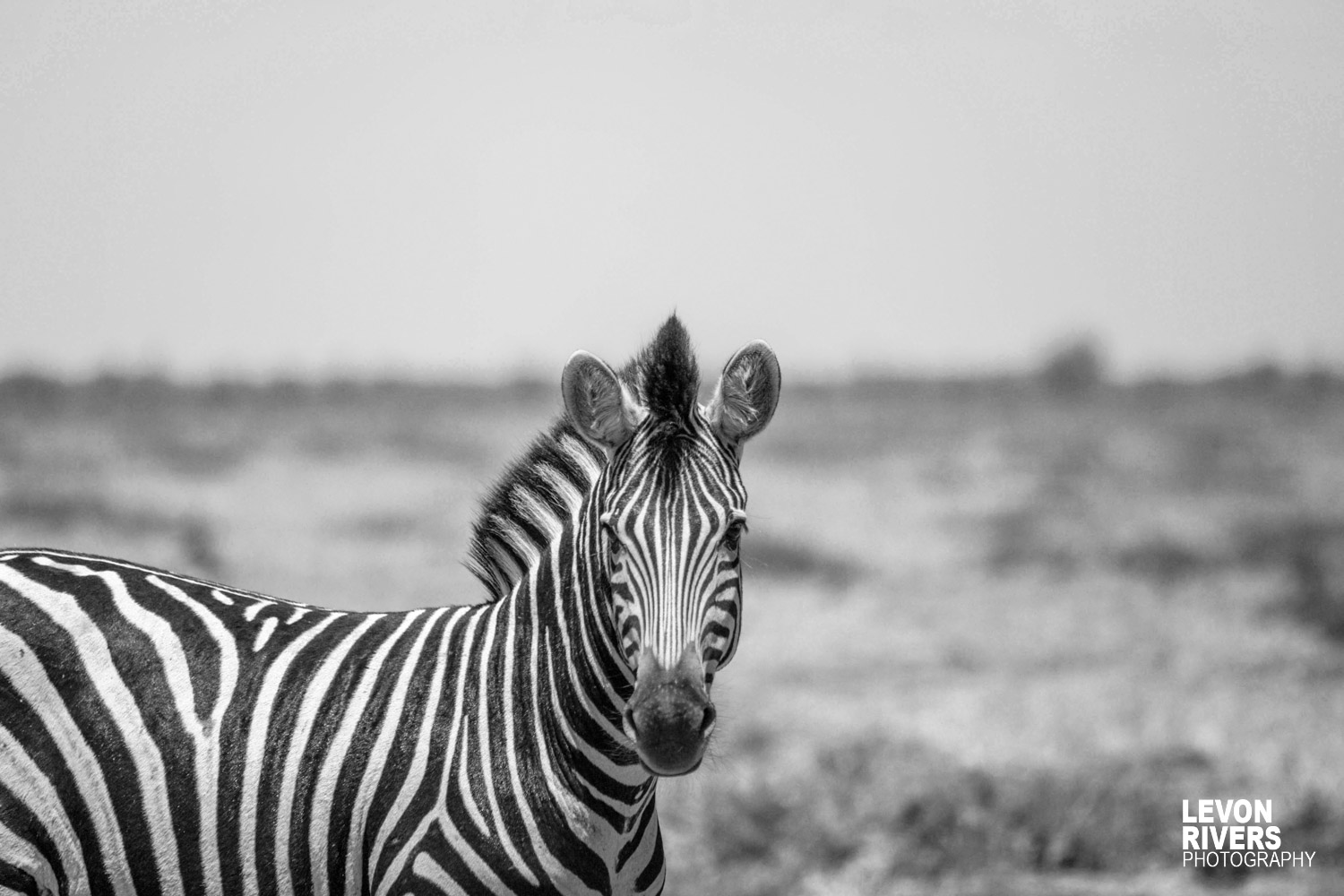 Mohawk | Zebra