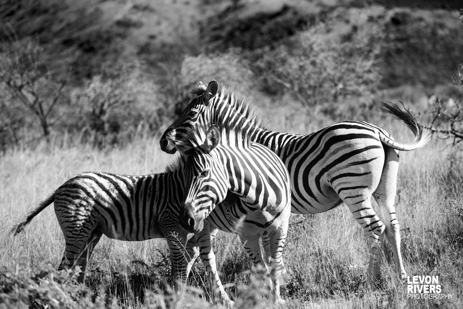 Wildlife